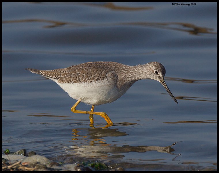 _5SB7408 Yellowlegs.jpg